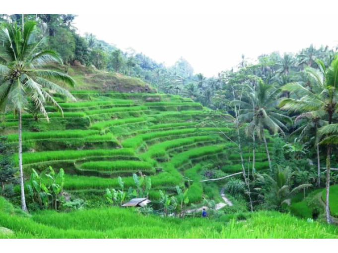 BALİ